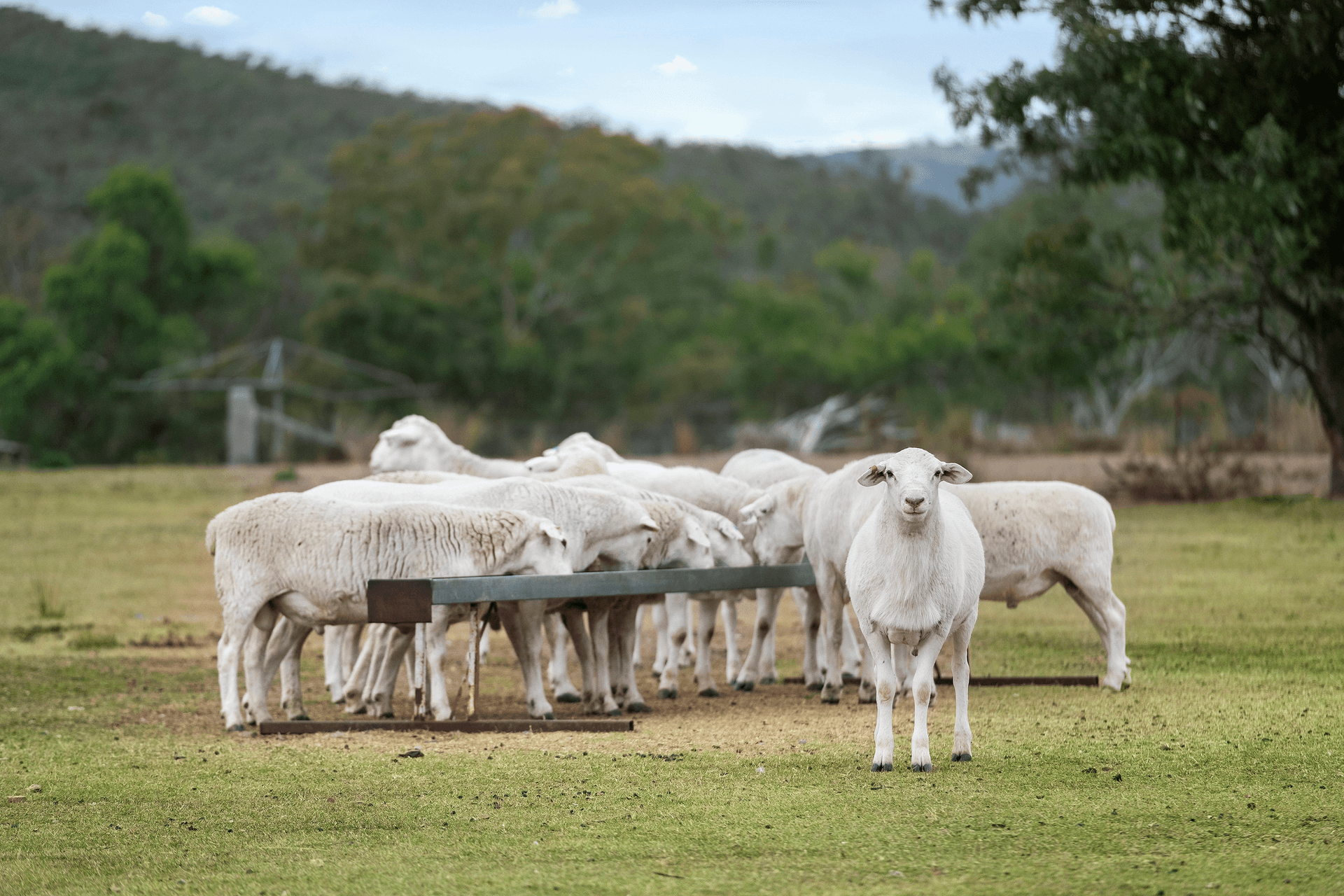 922 Hollybank Road, Inglewood, QLD 4387