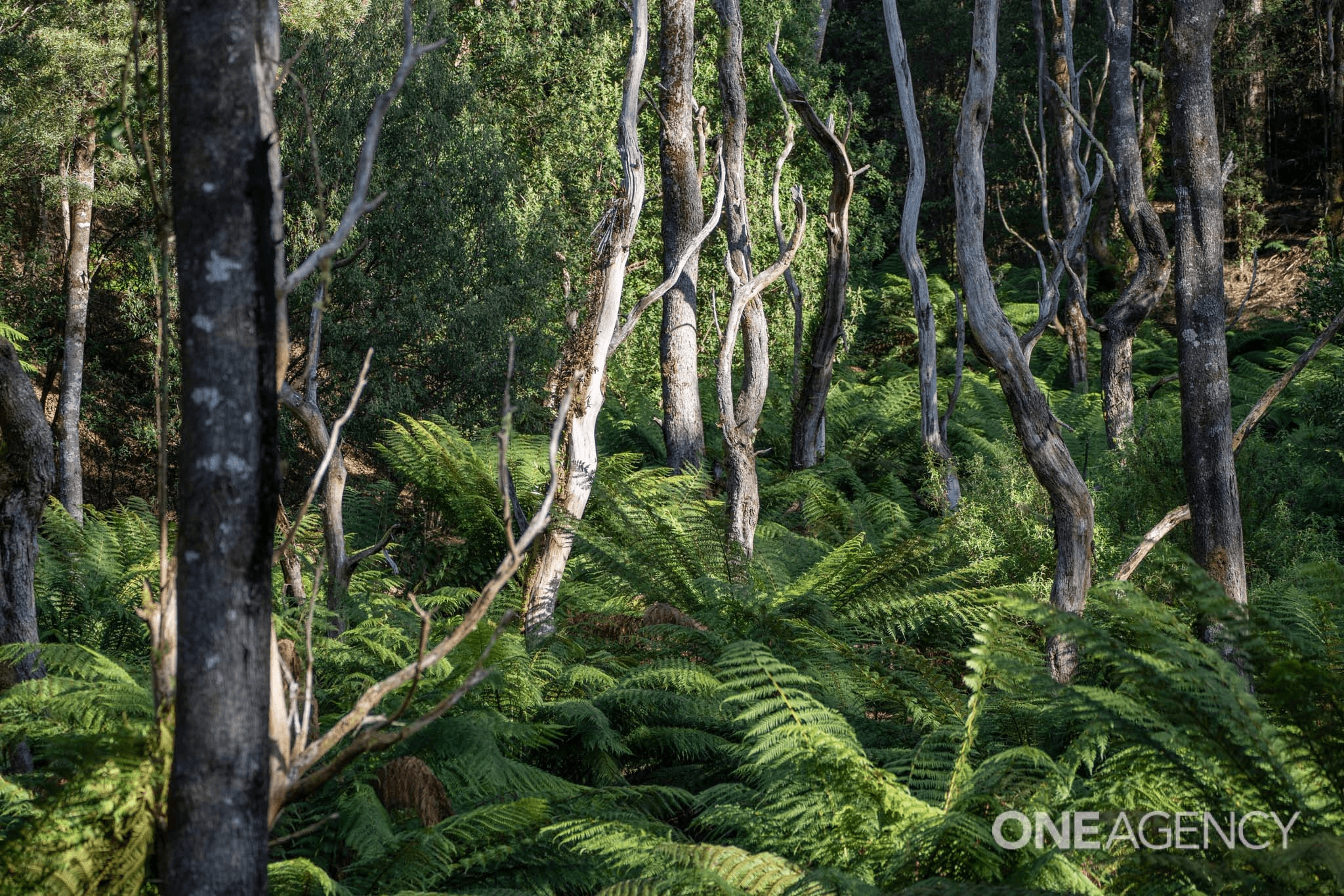 Lobster Creek Road, West Ulverstone, TAS 7315