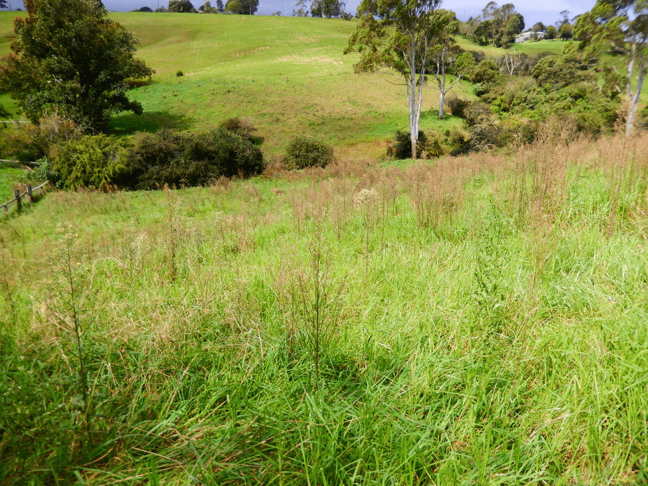 30 Kurrajong Street, DORRIGO, NSW 2453