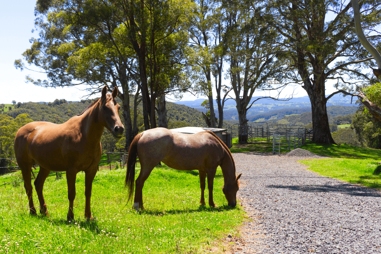 112 McIndoes Road, DORRIGO, NSW 2453