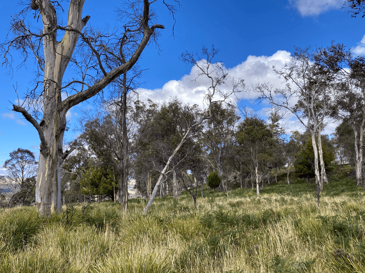 . Rotherwood Road, LOWER MARSHES, TAS 7030