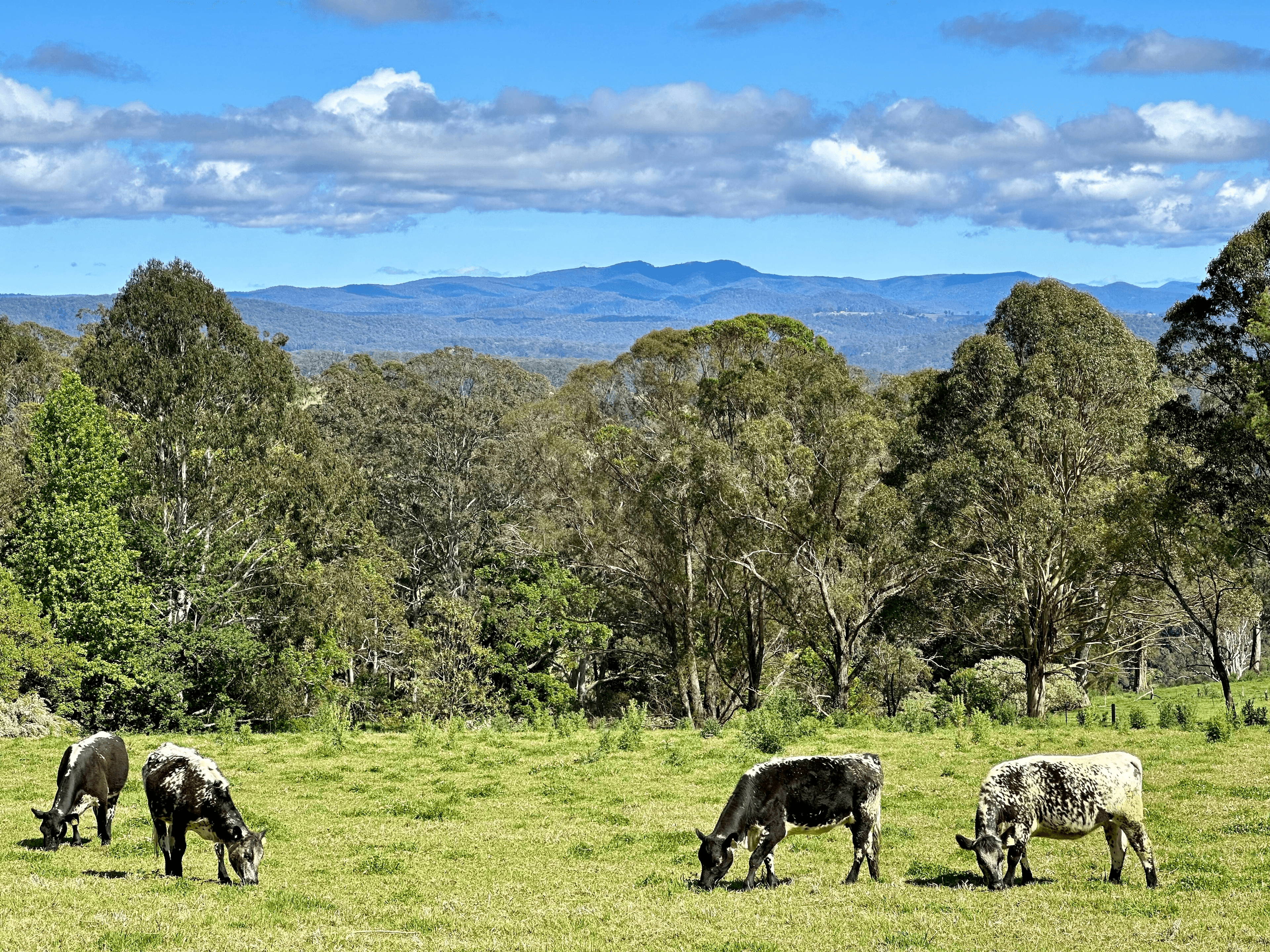 641 Old Coast Road, North Dorrigo, NSW 2453