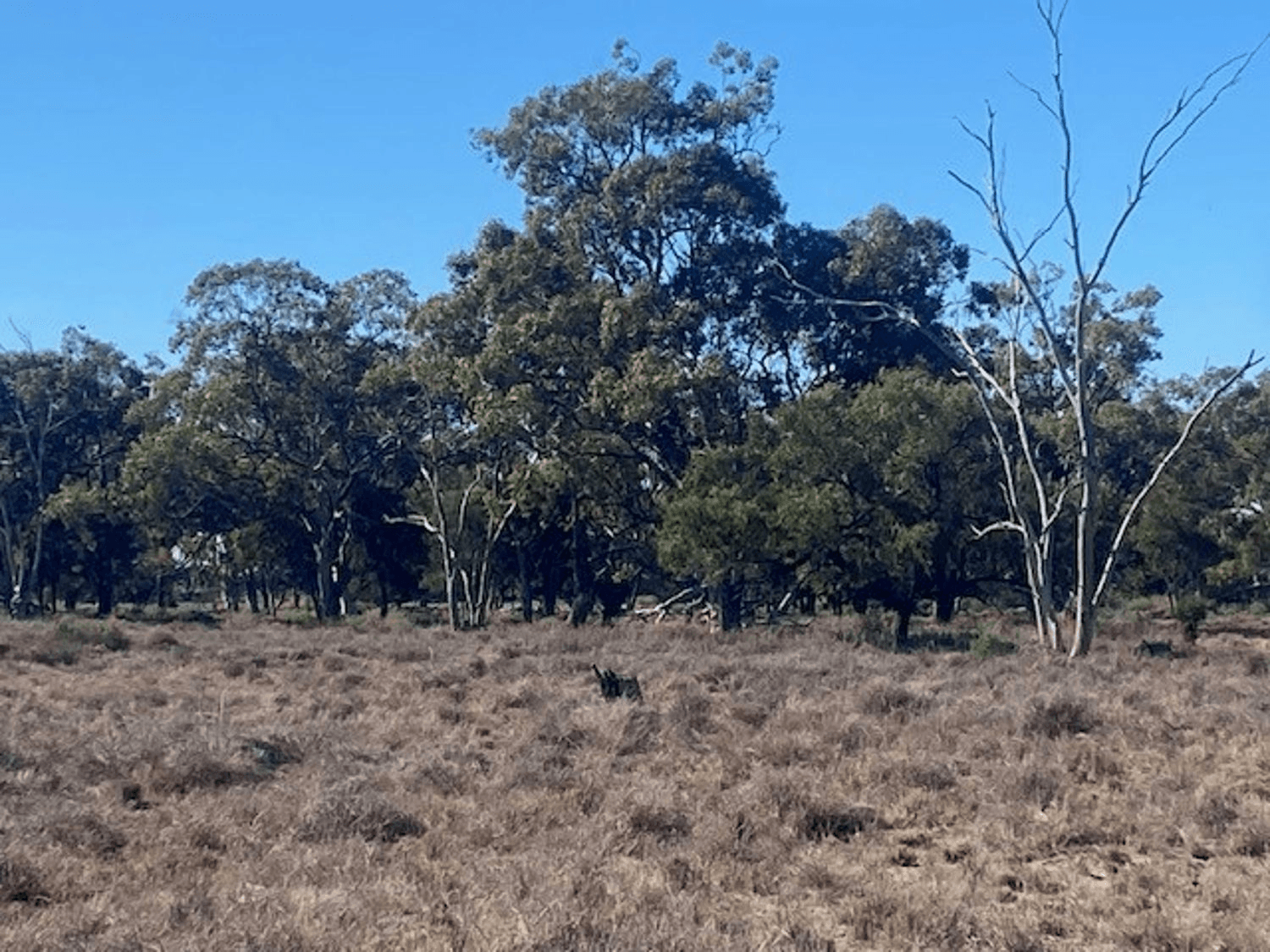 "NAMPARA", BURREN JUNCTION, NSW 2386