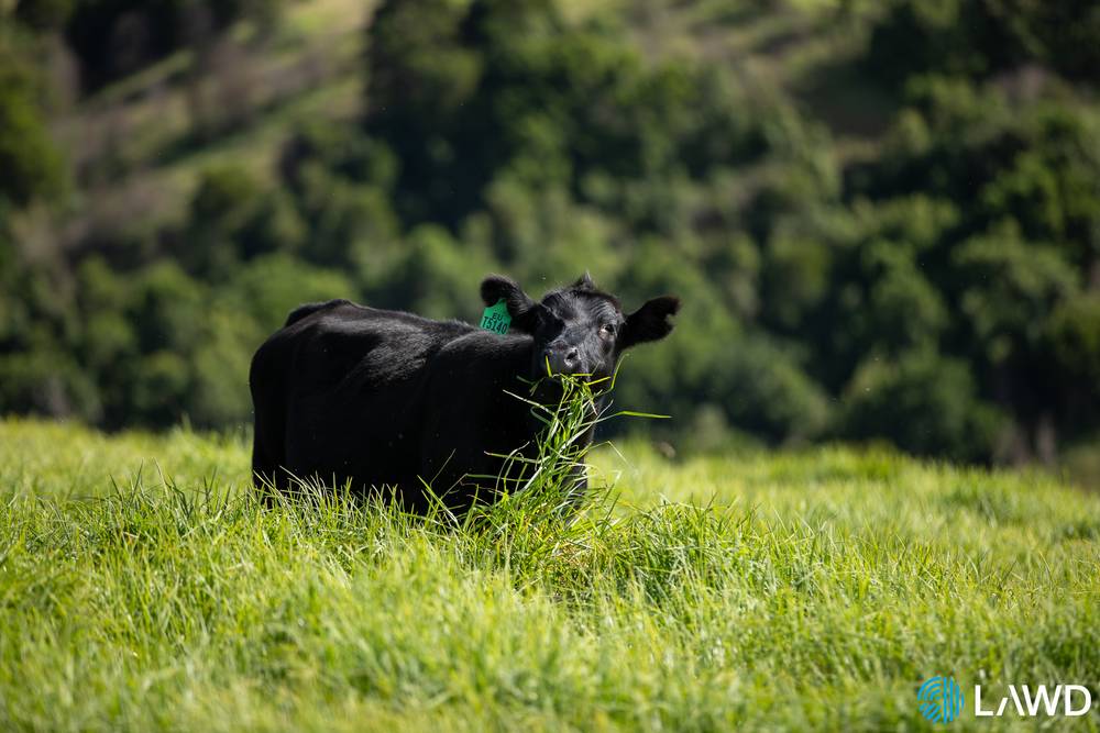 507 Shephards Road, DORRIGO, NSW 2453