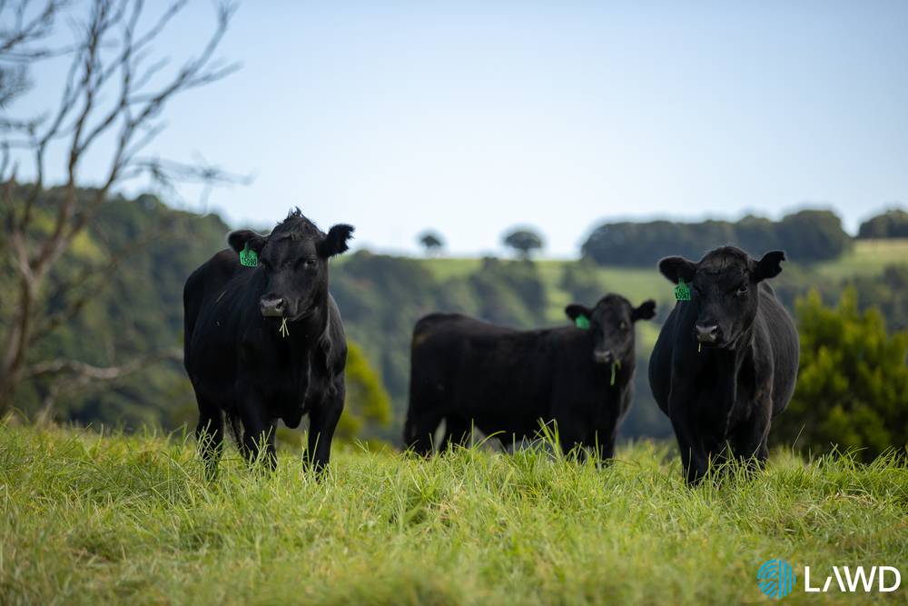 507 Shephards Road, DORRIGO, NSW 2453