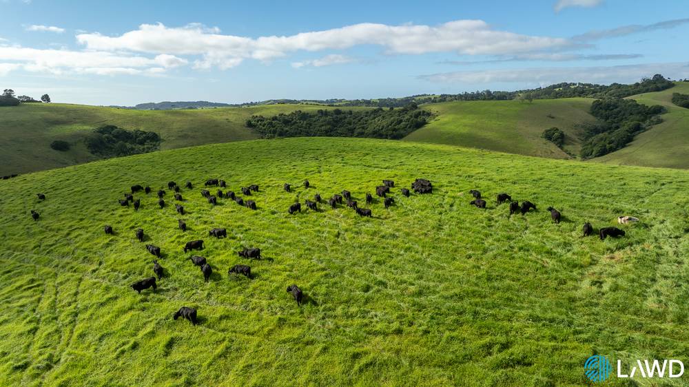 507 Shephards Road, DORRIGO, NSW 2453
