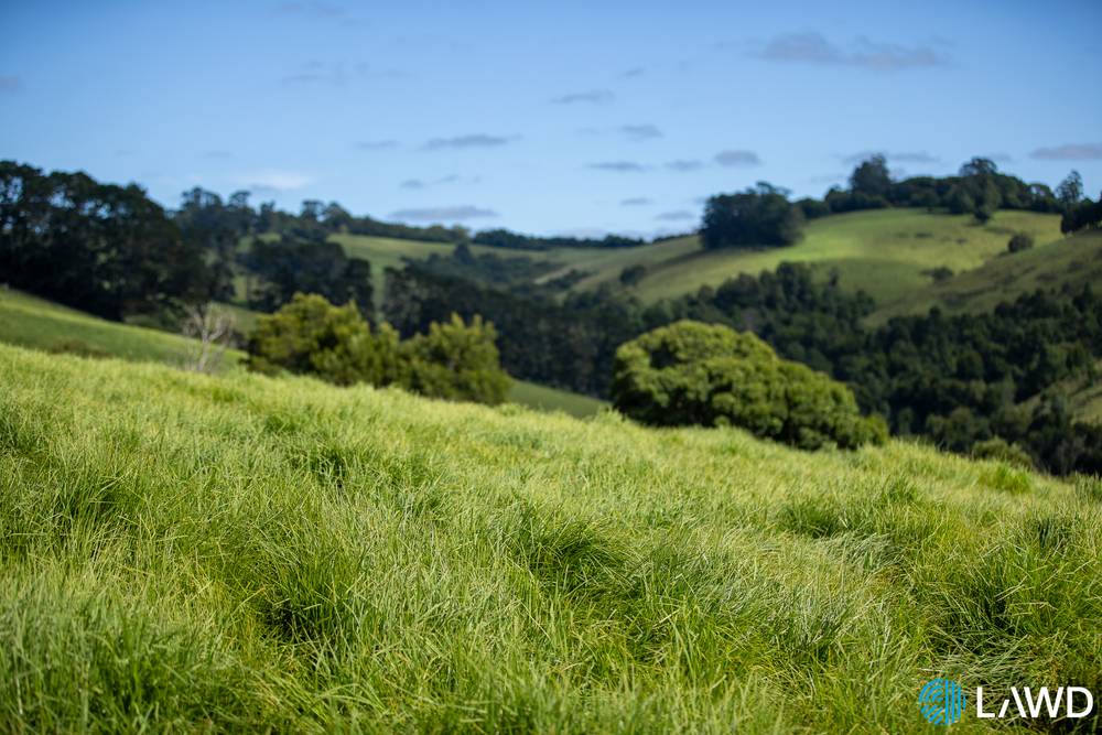 507 Shephards Road, DORRIGO, NSW 2453