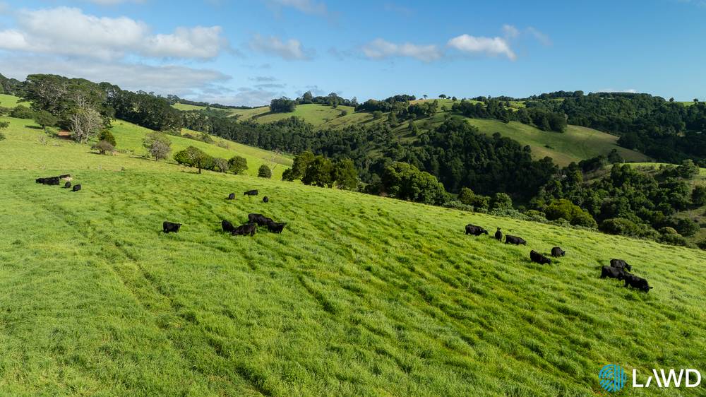 507 Shephards Road, DORRIGO, NSW 2453