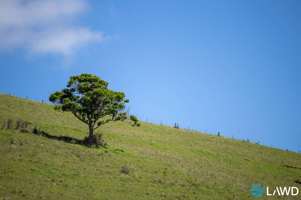507 Shephards Road, DORRIGO, NSW 2453