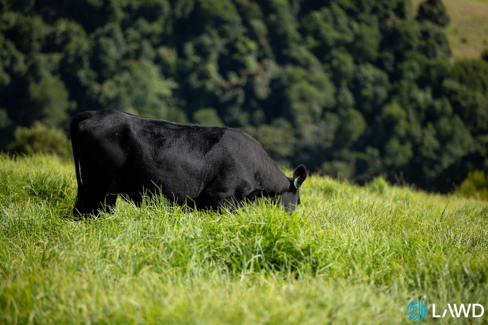 507 Shephards Road, DORRIGO, NSW 2453