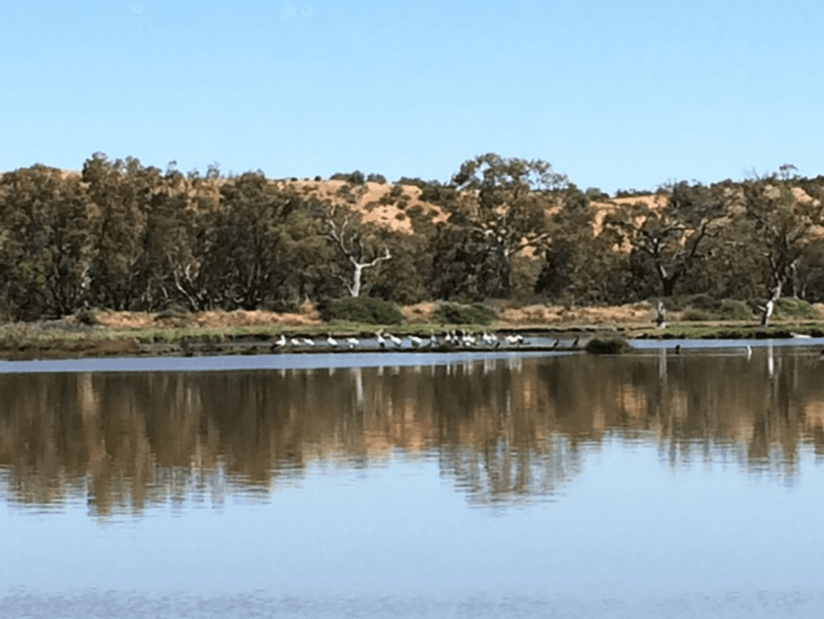 Pelican Drive, Mannum, SA 5238