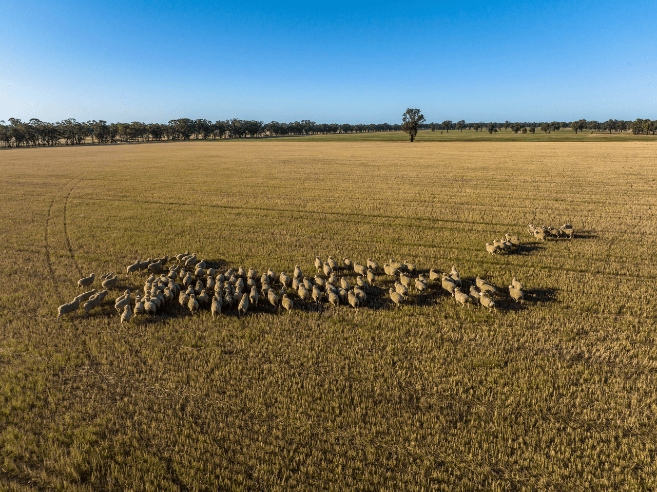 886 Tara-Bectric Road, Quandary via, TEMORA, NSW 2666