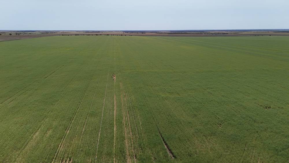 2064 Binnu Road East, OGILVIE, WA 6535