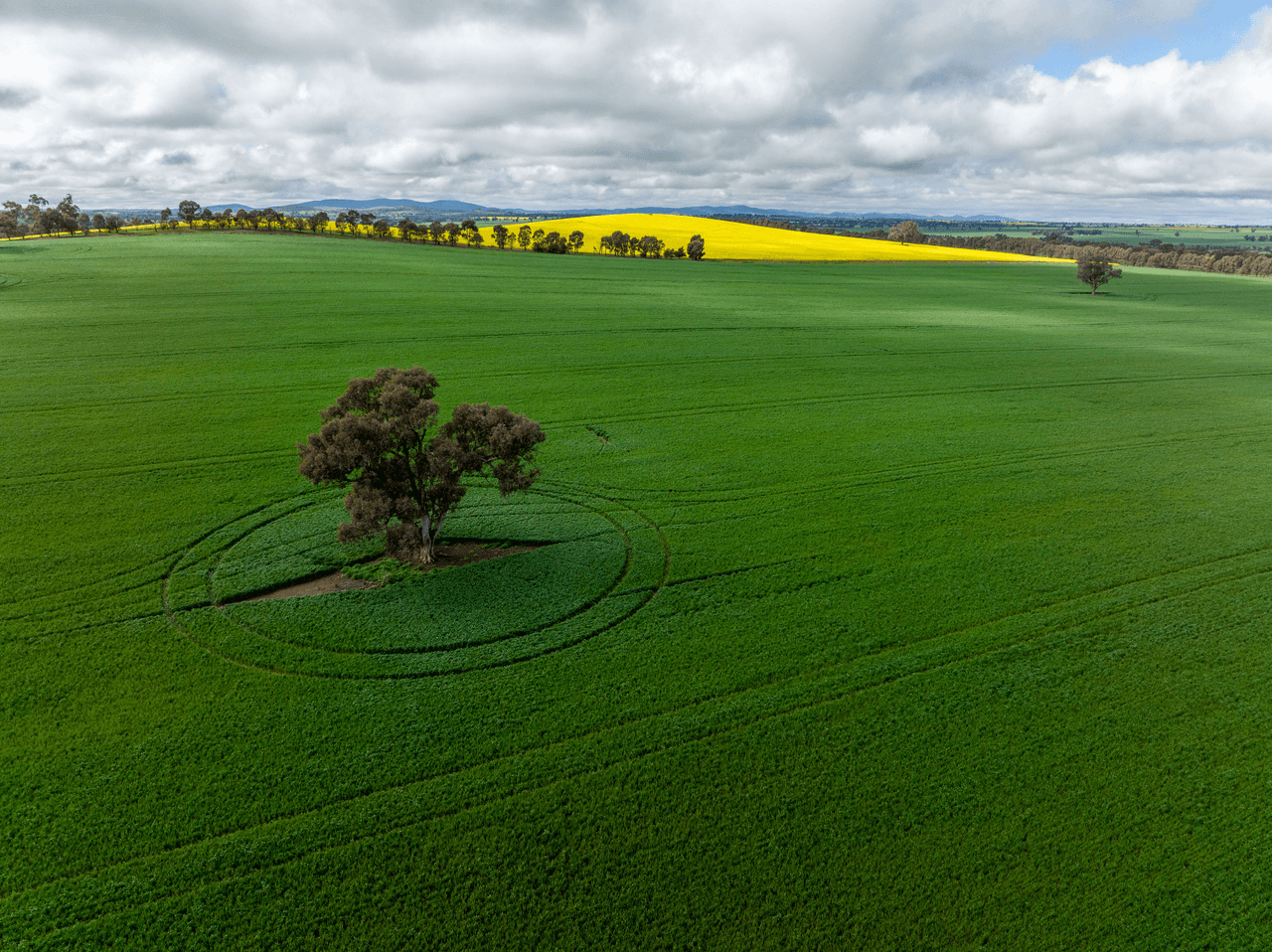 120 Clear Hills Road, JUNEE REEFS, NSW 2666