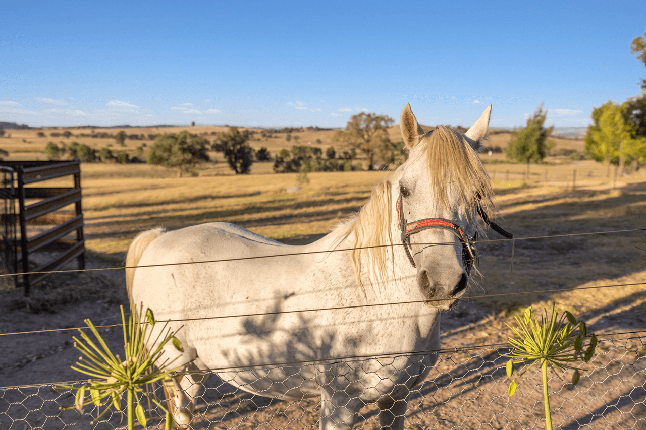 667 Big Springs Road, BIG SPRINGS, NSW 2650