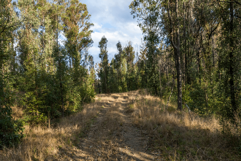 4924 Armidale Road, NYMBOIDA, NSW 2460