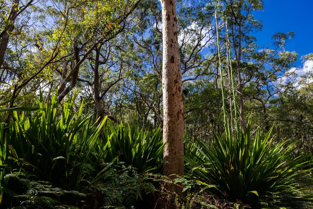 939 George Downes Drive, Kulnura, NSW 2250