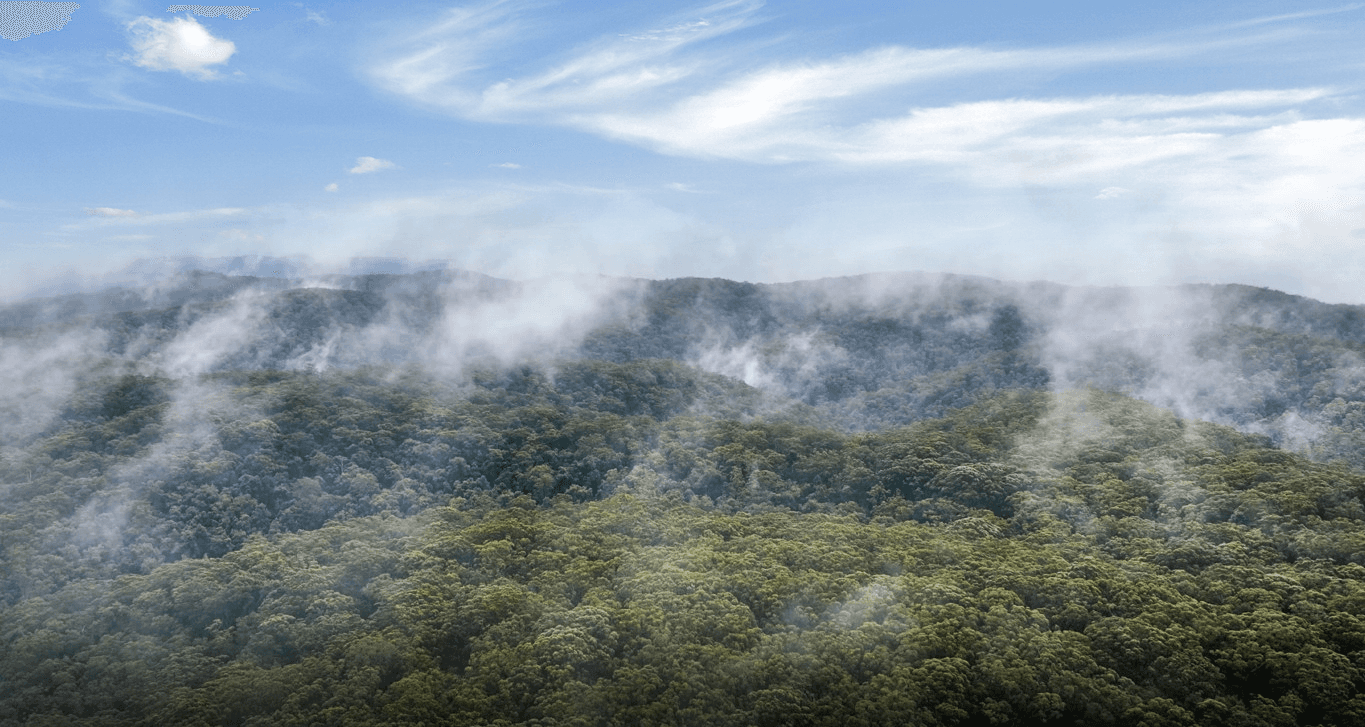 200 Morton Road, Cedar Creek, NSW 2325