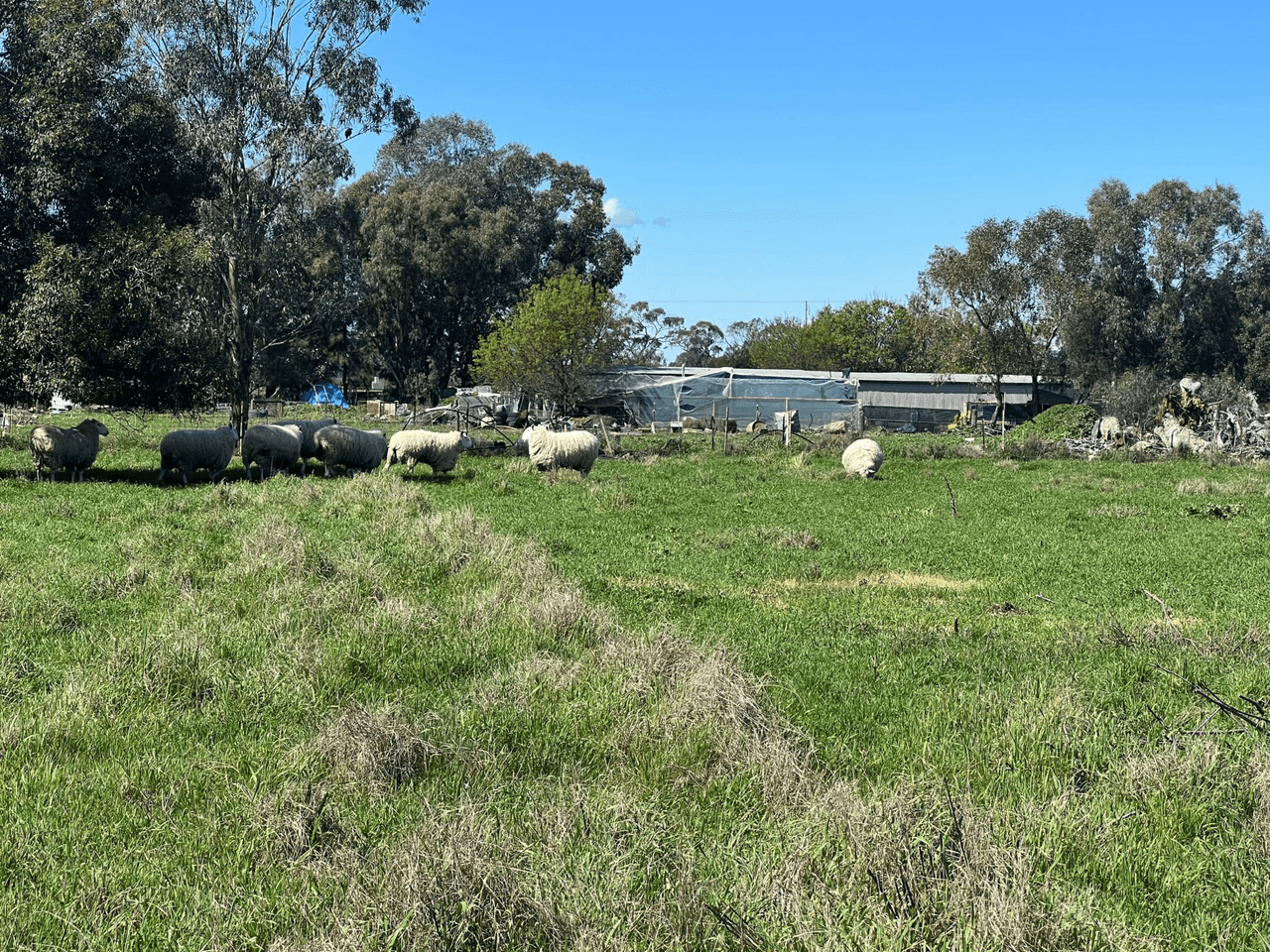 126 Webb Siding Road, NARROMINE, NSW 2821