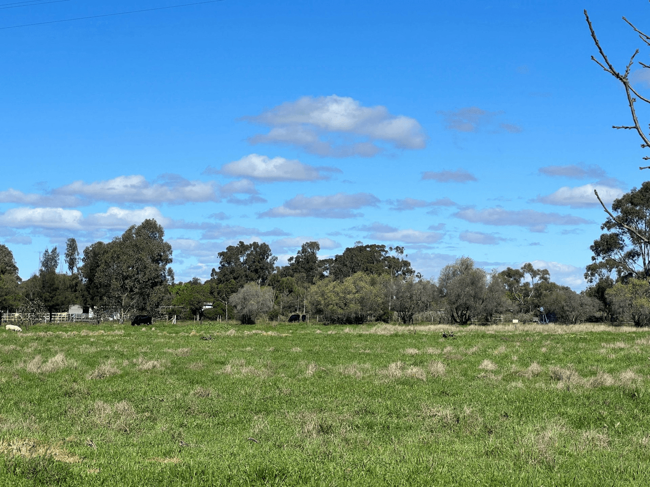 126 Webb Siding Road, NARROMINE, NSW 2821