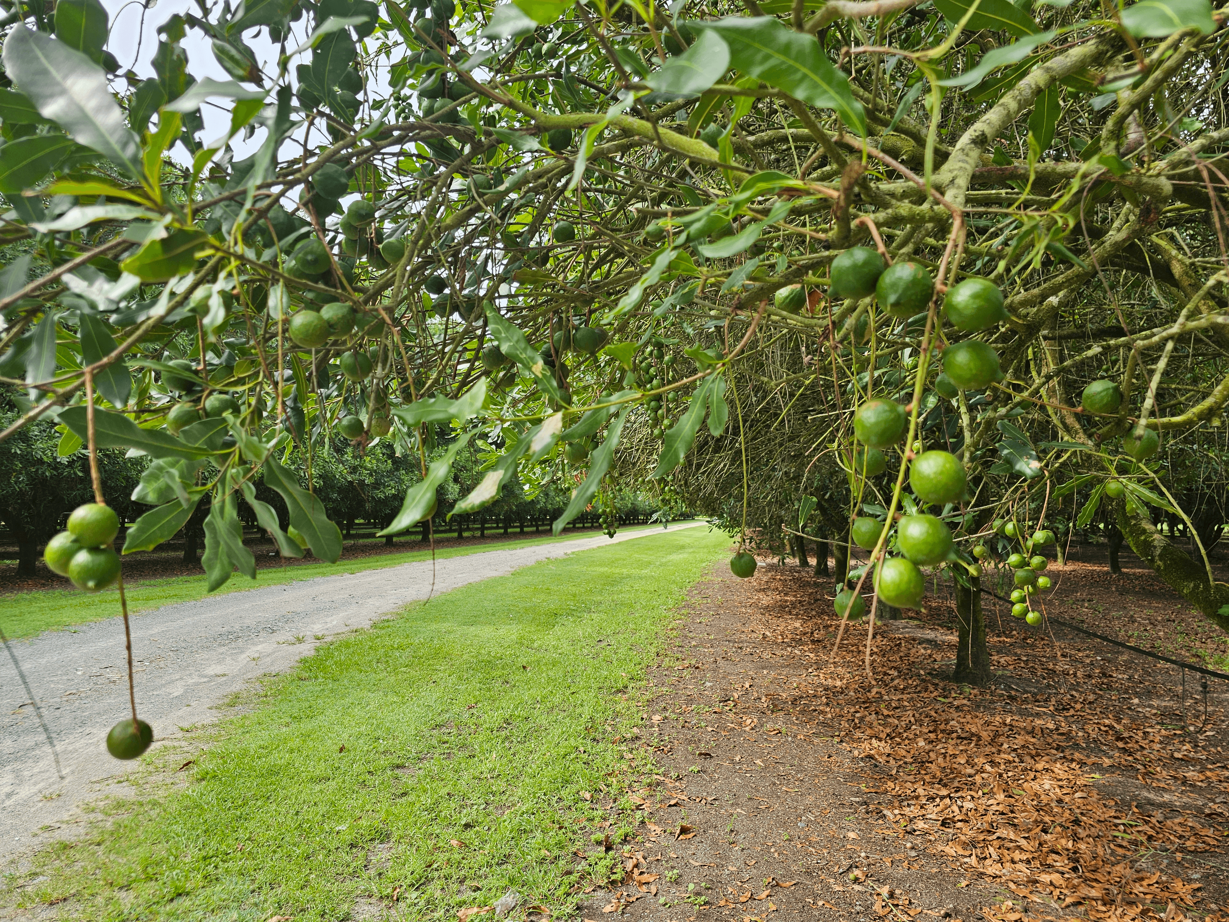 32 Beerburrum Donnybrook Road, DONNYBROOK, QLD 4510