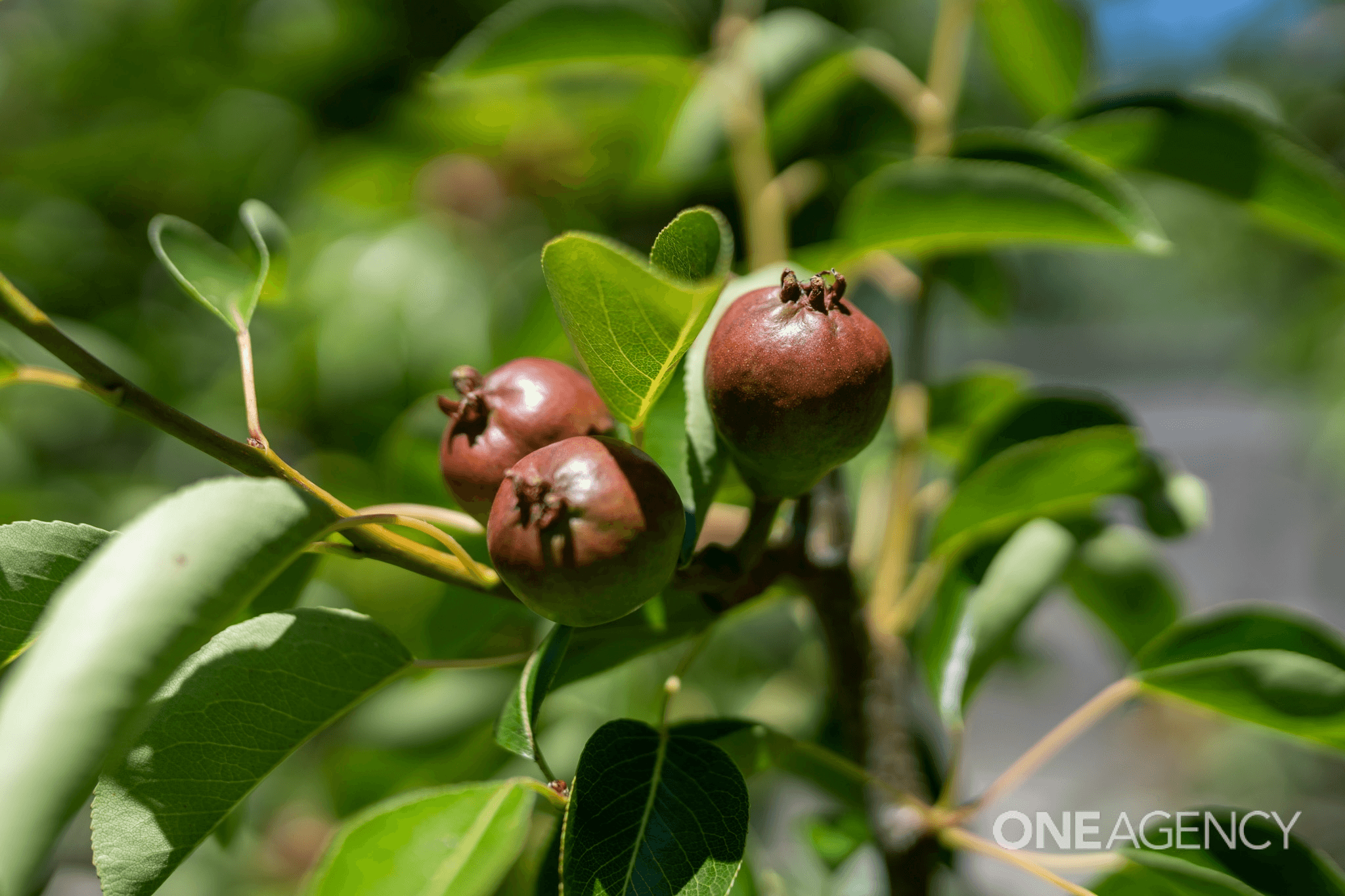 366 Preservation Drive, SULPHUR CREEK, TAS 7316