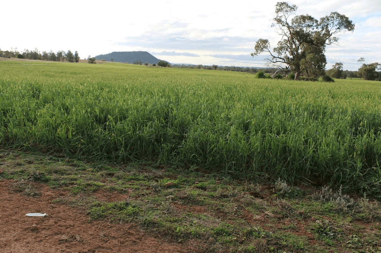 "Geebung" Gwydir Highway, GRAVESEND, NSW 2401