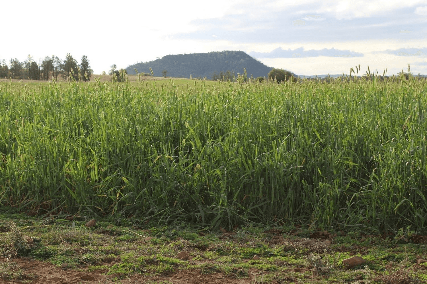 "Geebung" Gwydir Highway, GRAVESEND, NSW 2401