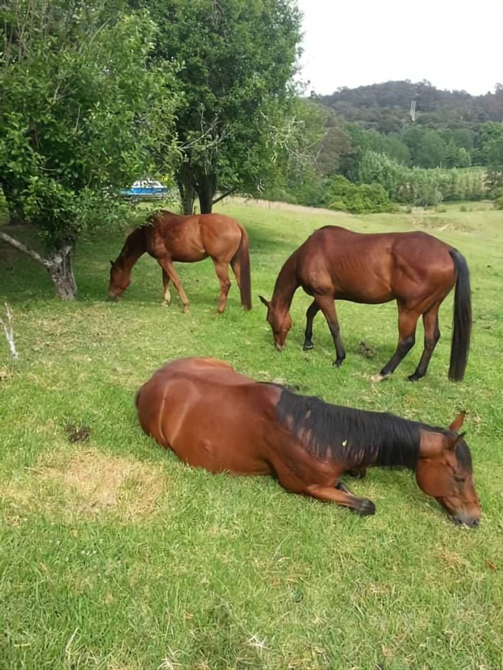 7630 Armidale Rd, Billys Creek, NSW 2453