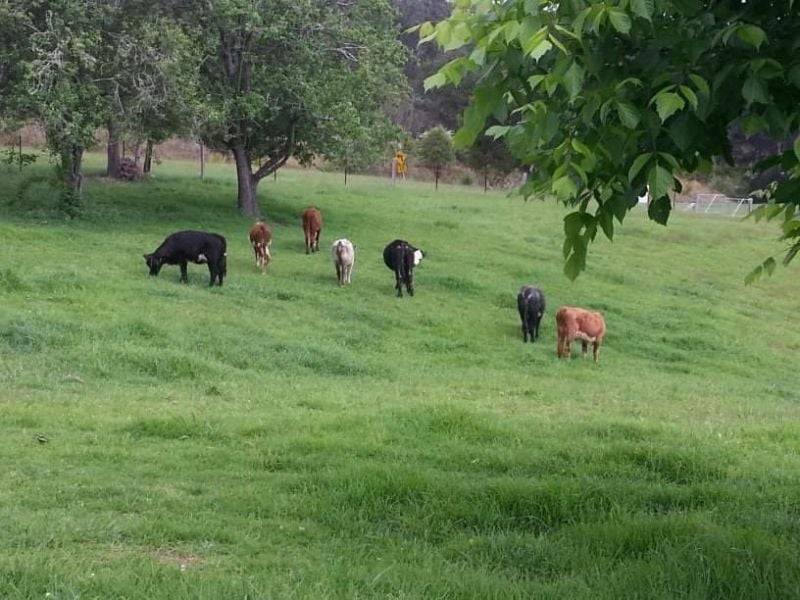 7630 Armidale Rd, Billys Creek, NSW 2453