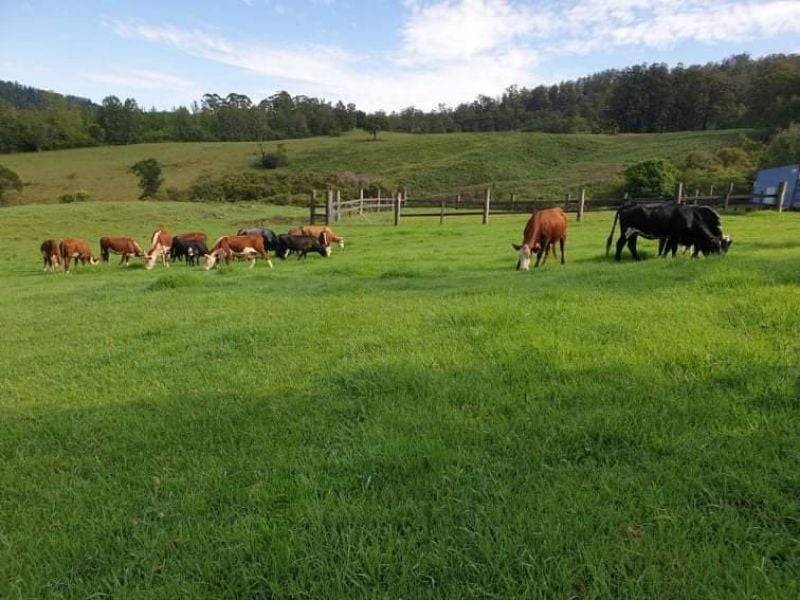 7630 Armidale Rd, Billys Creek, NSW 2453