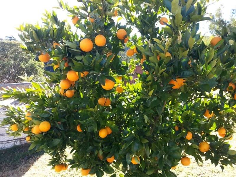 7630 Armidale Rd, Billys Creek, NSW 2453