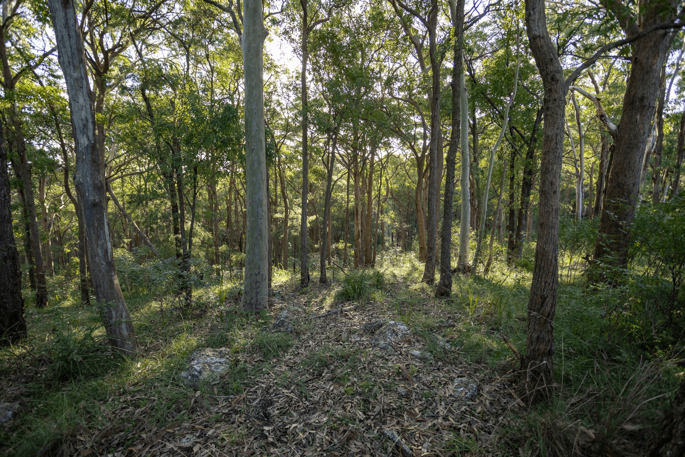 706 MOONABUNG ROAD, VACY, NSW 2421