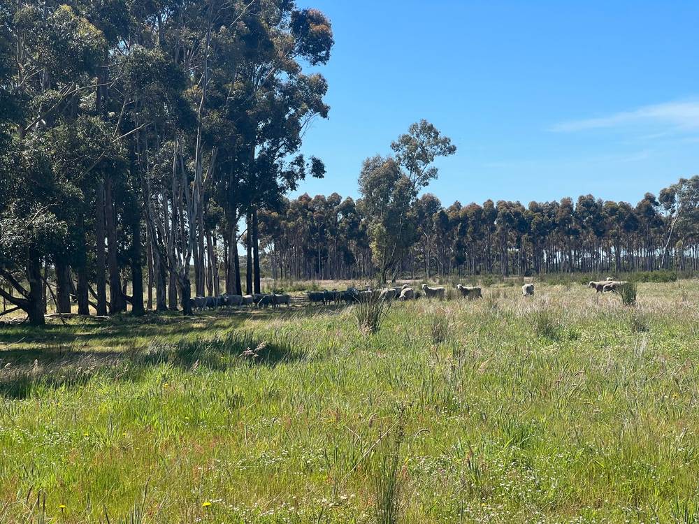 176 Powers Creek Road, EDENHOPE, VIC 3318